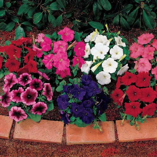PETUNIA Multiflora Celebrity Mix 75+Annual Seeds