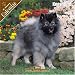 Keeshond 2008 Wall Calendar by Pet Prints