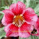 9GreenBox - Very Rare Adenium Desert Rose Happy Princess Grafted Bonsai
