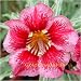 9GreenBox - Very Rare Adenium Desert Rose Happy Princess Grafted Bonsai