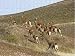 Jigsaw of Guanaco - herd running from Ardea