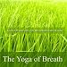 The Yoga of Breath - Guided Pranayama with David Harshada Wagner