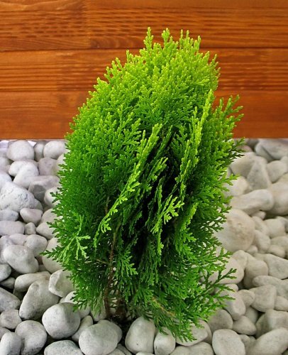 Thuja Aurea Nana&reg;, 1 Kugel-Strauch Preisvergleich