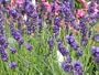 Hidcote Lavender - 50 Seeds