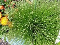 Fiber Optic Grass 4 Plants