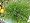 Fiber Optic Grass 4 Plants