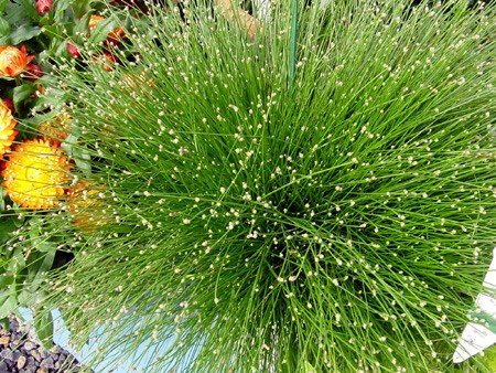 Fiber Optic Grass 4 Plants