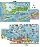 Cayman Island Fish and Creature Guide