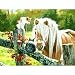 Just Visiting 500pc Jigsaw Puzzle by Persis Clayton Weirs