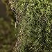 2 Decorative Spools of Wired Forest Moss Ribbon for Fairy Gardens, Terrariums, and Crafting