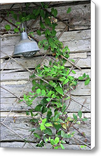 Cabin Canvas Vine Artist Phelps Printcanvas Linda