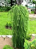 Weeping European Larch Puli 2 - Year Graft