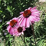 エキナセア（バレンギク）：パープレア3号ポット 4株セット