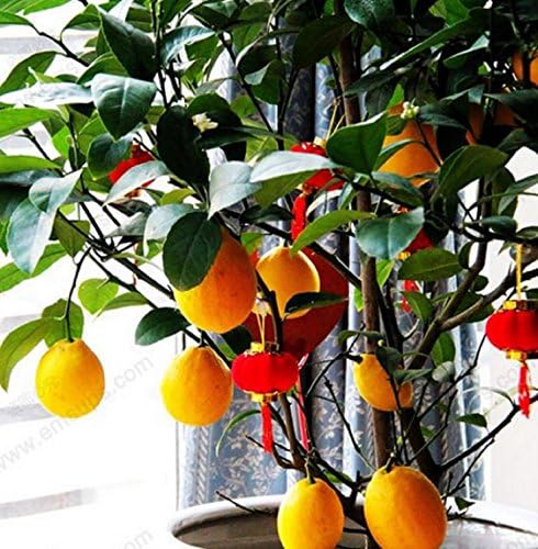 A Package 50 Pcs Citrus limon Tree Seeds Fruit Garden Terrace Seed Orchard Farm Family Potted Bonsai Tree Lemon Seeds