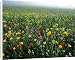 Canvas Prints of Meadow Flowers - Cornfield weeds, Cornflowers (Centaurea cyanus), Poppies from Ardea Wildlife Pets