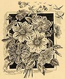 1892 Print Single Dahlias Flowers Art Perennial Plants - Original Halftone Print