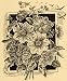 1892 Print Single Dahlias Flowers Art Perennial Plants - Original Halftone Print