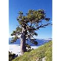Tropica - Himalaya Zeder (Cedrus deodara) - 35 Samen