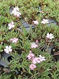Eigenschaften Dachstauden  / Gypsophila repens Rosea - Zwergschleierkraut