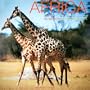 Africa Calendar: A Photographic Journey Through the Land of Safari (Multilingual Edition)
