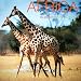 Africa 2010 Calendar: A Photographic Journey Through the Land of Safrai (Multilingual Edition)