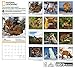 National Geographic Foxes 2017 Wall Calendar