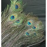 20 Peacock Eye Feathers 30-35" Art Craft Home Decor NEW!