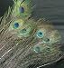 20 Peacock Eye Feathers 30-35" Art Craft Home Decor NEW!