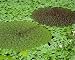 Photographic Prints of Fox nut (Euryale ferox) from Science Photo Library