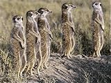 Jigsaw of A pack of meerkats on the edge of the Ntwetwe salt from AWL Discover Images