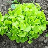 400 Seeds, Lettuce "Oakleaf" (Lactuca sativa) Seeds By Seed Needs