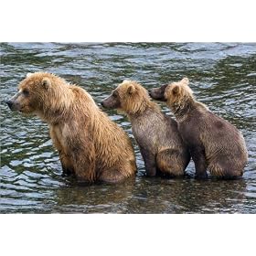 photographie Wildlife Grizzly Bear 5 est disperible en (L x H): 30 x 20 cm de M. Steinwald