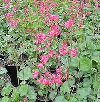 Coral Bells Bressingham Hybrid 4 Plants