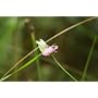 Canon EF - Objectif � Zoom 70 / 200 mm f/4.0 L US&hellip de Canon