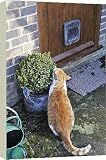 Box Canvas Print of JD-20868 CAT. Cat sitting by a plant pot outside its cat flap from Ardea