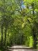 Dirt Roadway Overhanging with Greens of Oak Trees Near Independence, Texas, USA Photographic Poster Print by Darrell Gulin, 9x12