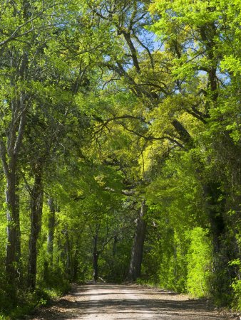 Dirt Roadway Overhanging with Greens of Oak Trees Near Independence, Texas, USA Photographic Poster Print by Darrell Gulin, 30x40