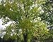 Photographic Prints of Black Walnut Tree from Ardea Wildlife Pets