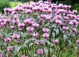 Wild Bee Balm - 200 Seeds - Seed Needs Envelope