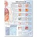 Sexually Transmitted Infections Anatomical Chart in Spanish (Infecciones de transmisión sexual)