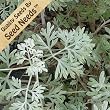 500 Seeds, Wormwood (Artemisis absinthium) Seeds by Seed Needs
