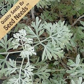 Wormwood Herb - 500 Seeds