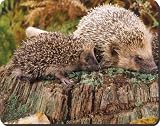 Mum+Baby Hedgehog Computer Mouse Mat