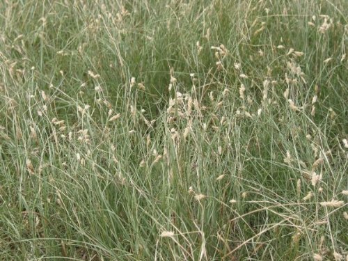 David's Texas Native