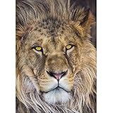 輸入壁紙/Lion/サイズ：127x184cm/1-619/Z3K