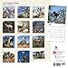 Goats in Trees 2016 Wall Calendar
