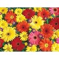 Delightful Daisies - 300 Large Piece Jigsaw Puzzle