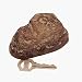 Office Products : Lucky Line 90601 Rock Key Hider