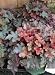 Peach Flambe Coral Bells One Gallon Plant