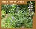 Chaste Tree 'Shoal Creek' (Vitex agnus-castus 'Shoal Creek')